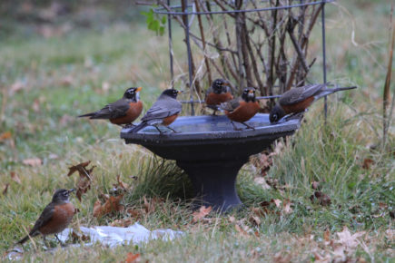 Robins on bird bath