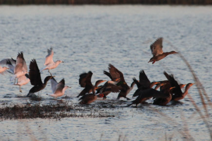 Cormorants, mallards, and gulls taking off from water