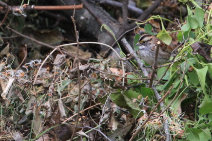 White-throated sparrow on brush pile.