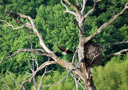 Bald Eagle Nest