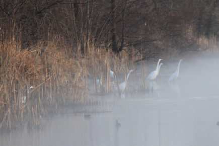 Egrets in fog