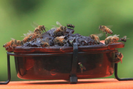 Bees covering jelly feeder