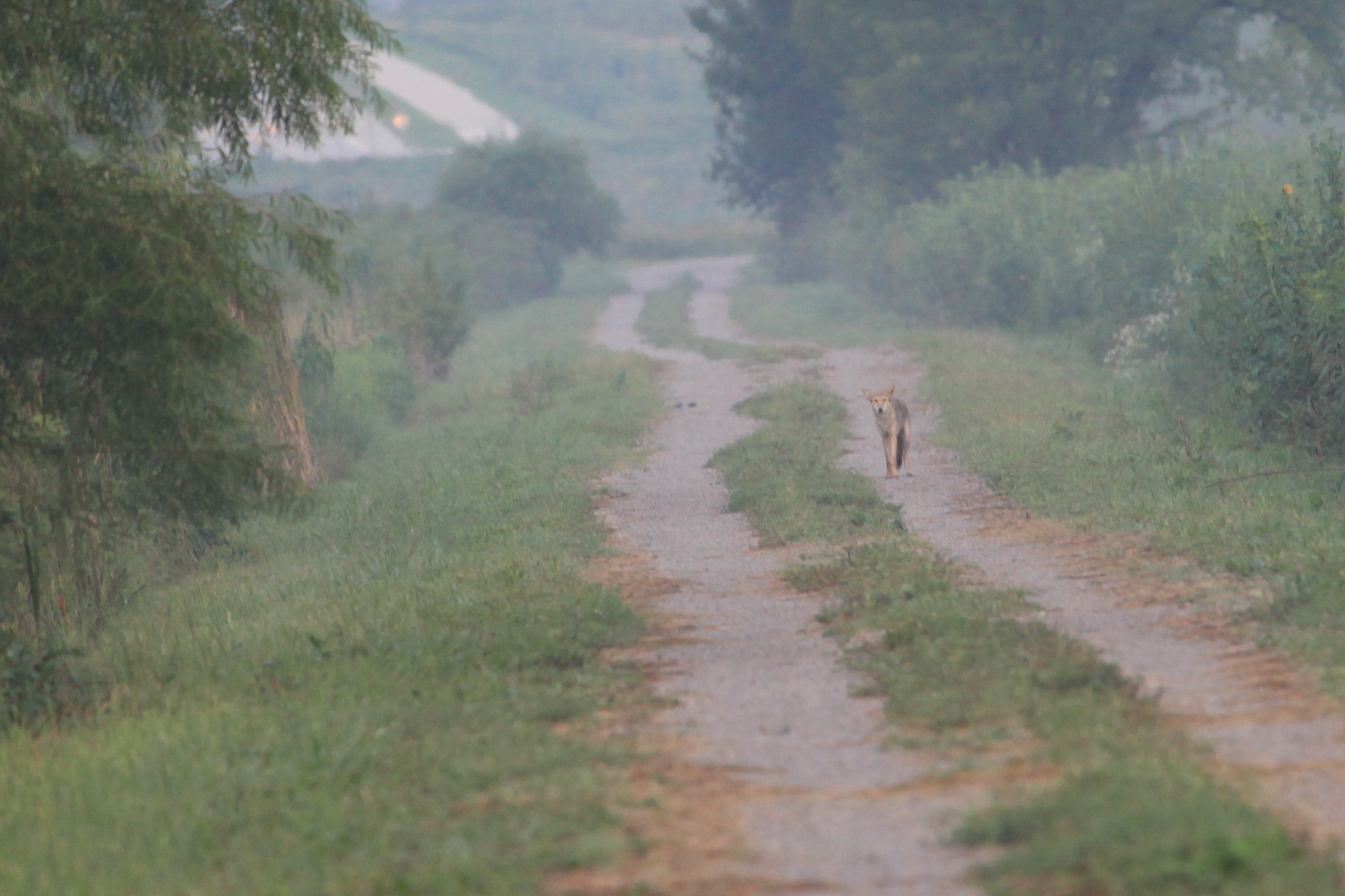 Coyote walking on path