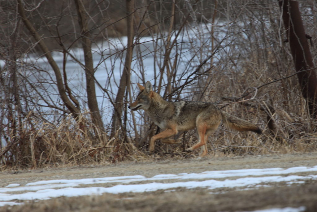Coyote running.
