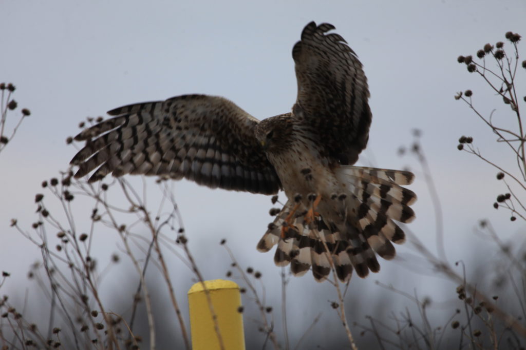 Northern harrier with wings outstretched coming in for landing