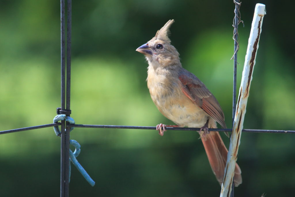 Northern cardinal fledgling perched on wire fence looking west. 