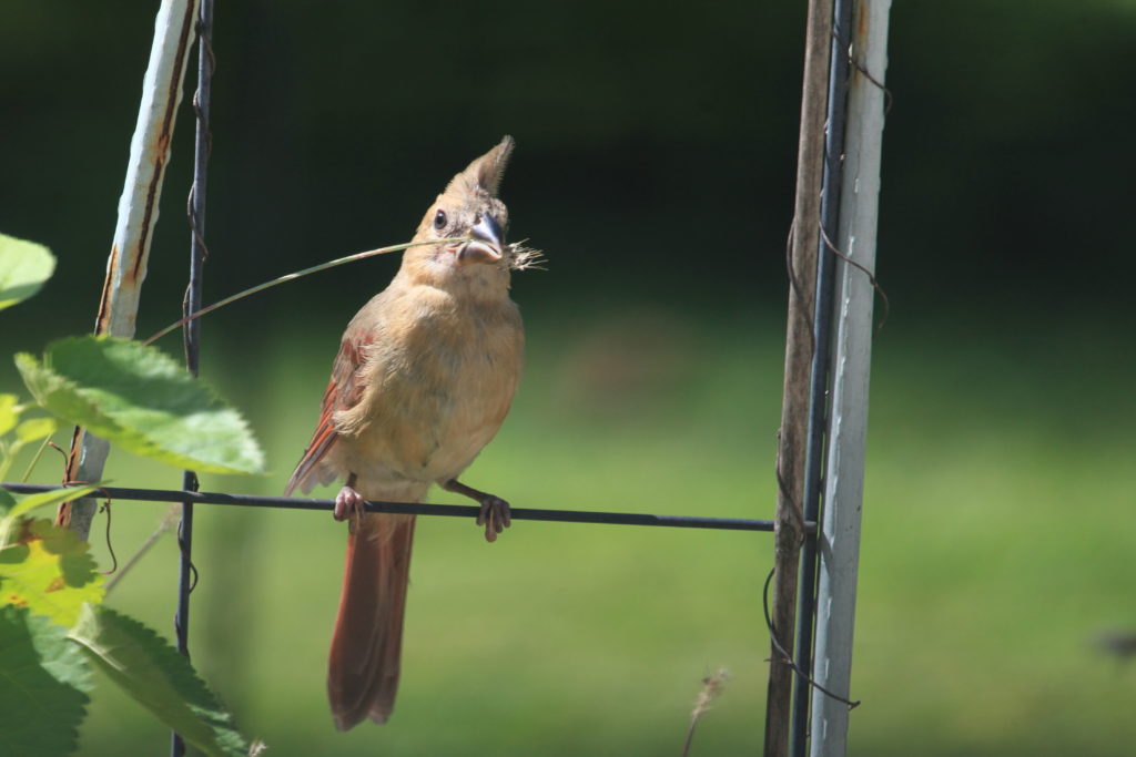 Northern cardinal fledgling perched on wire fence holding blade of grass in beak. 