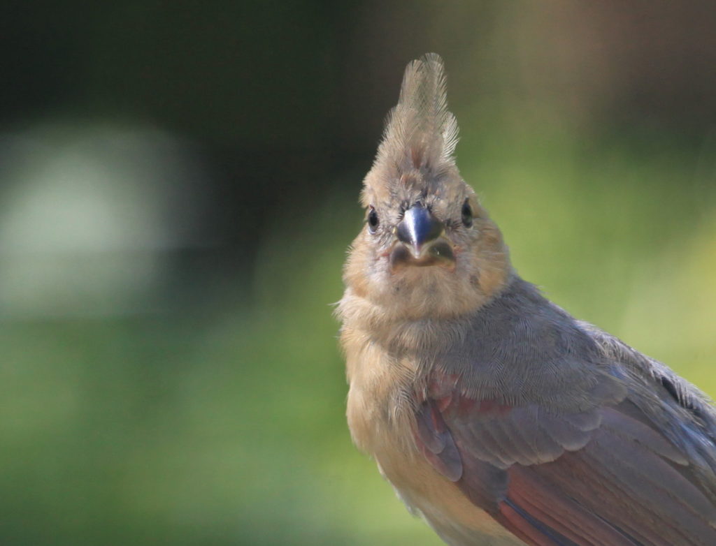 Close-up of Northern cardinal fledgling looking into camera. 