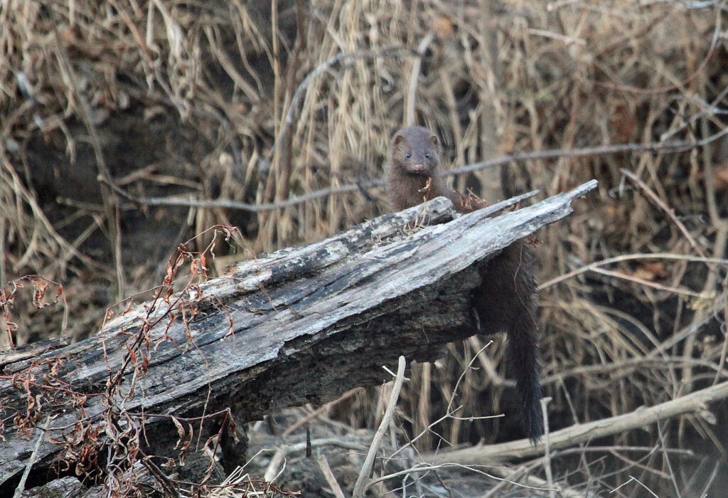 Mink standing on log.