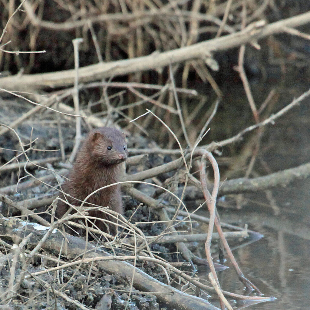 Mink standing on beaver dam, looking west