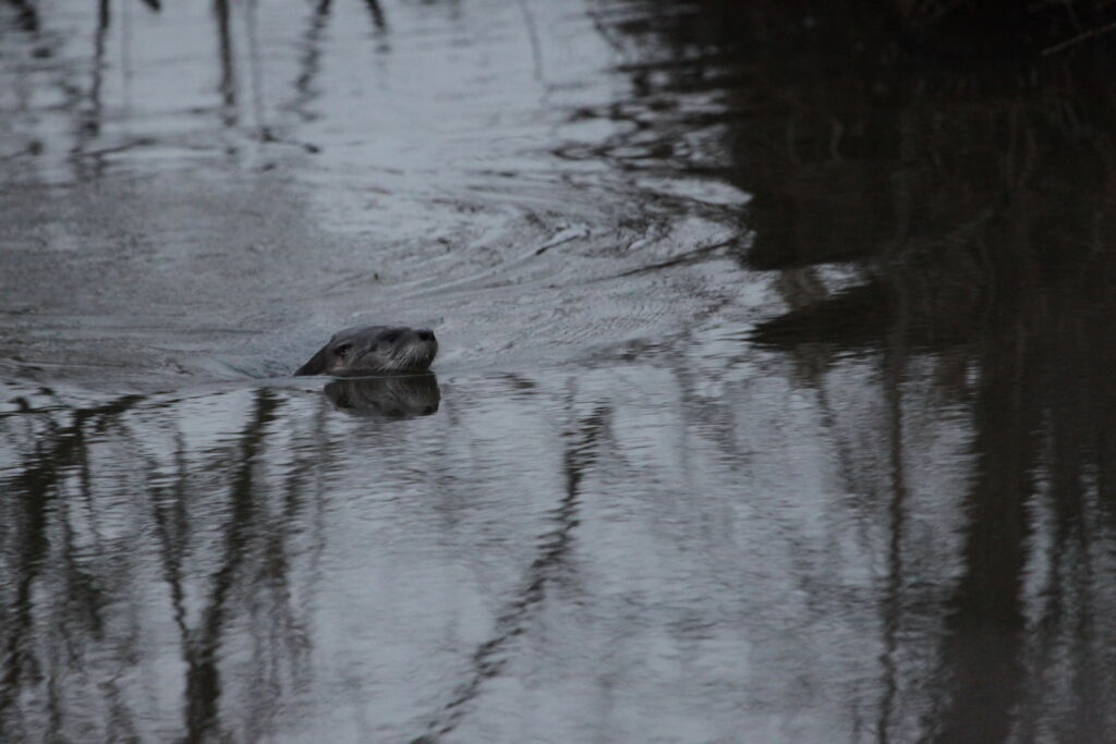 River otter; head out of water facing east.