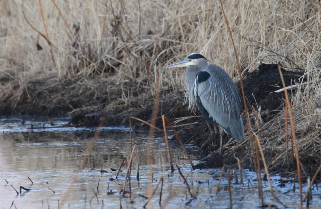 Great blue heron standing on marsh bank
