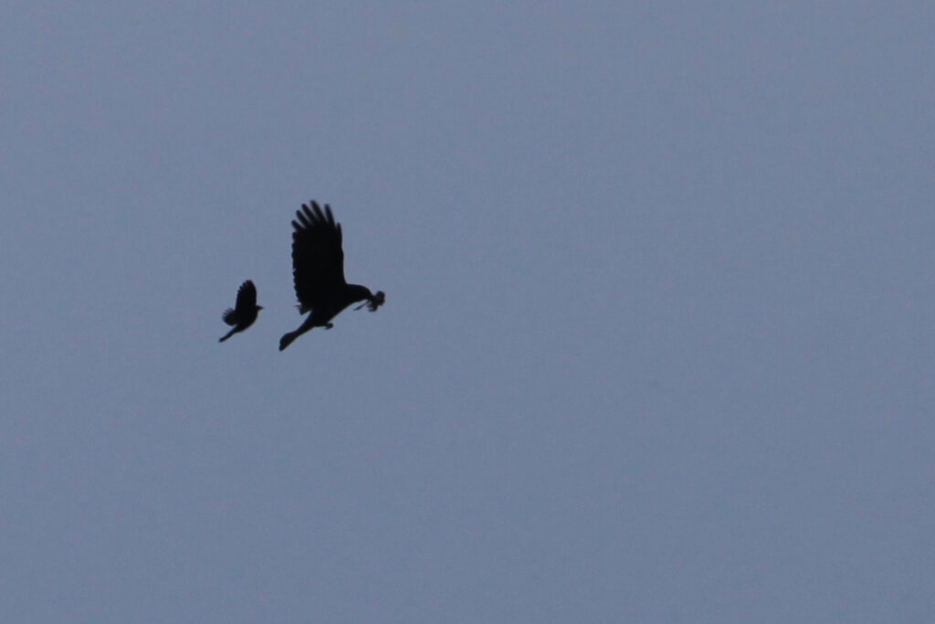Blackbird chasing crow