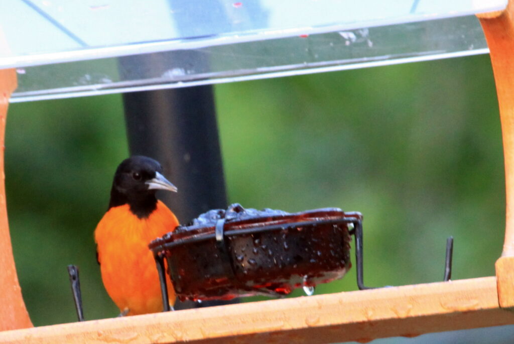Baltimore oriole at jelly feeder