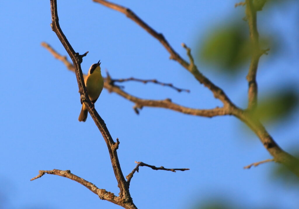 Common yelllowthroat warbler