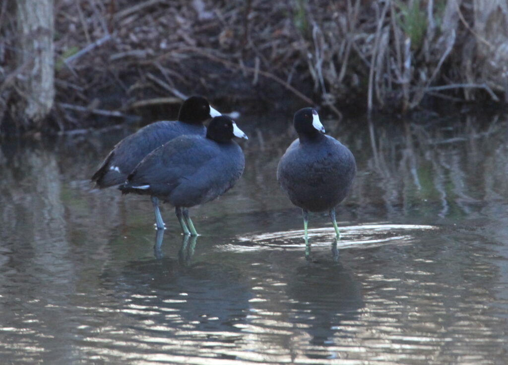 Three American coots standing in water