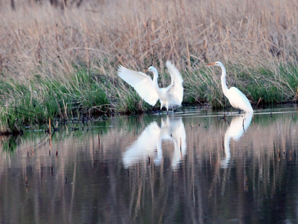 Great egrets standing in marsh