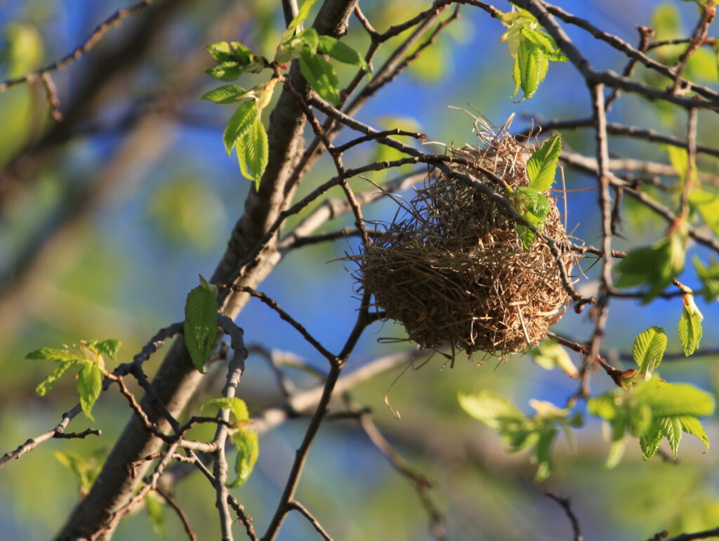 beginning of woven nest