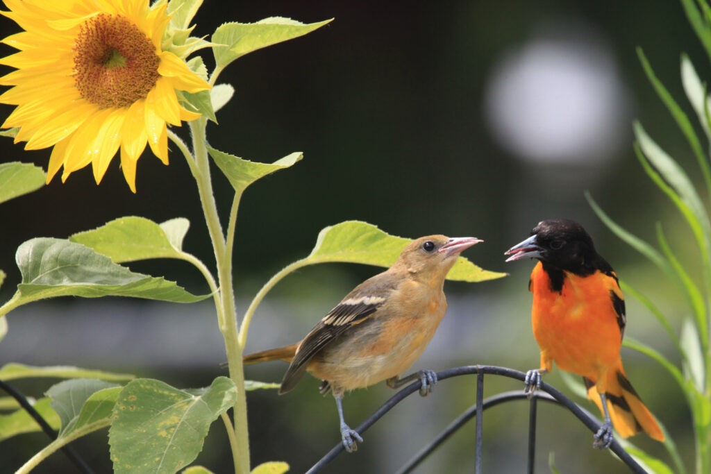 Baltimore oriole fledgling and parent