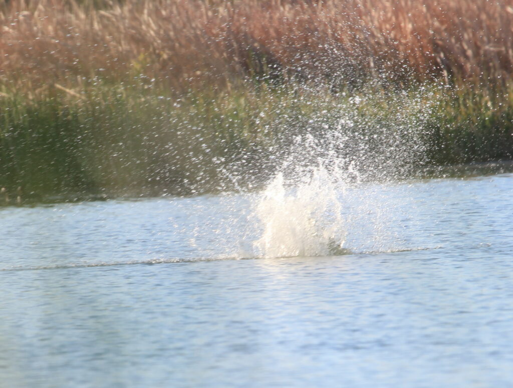 Osprey in water