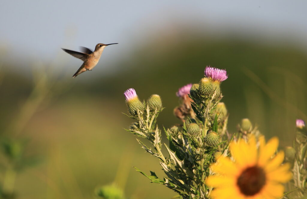 Female ruby-throated hummingbird hovering near blooming thistle