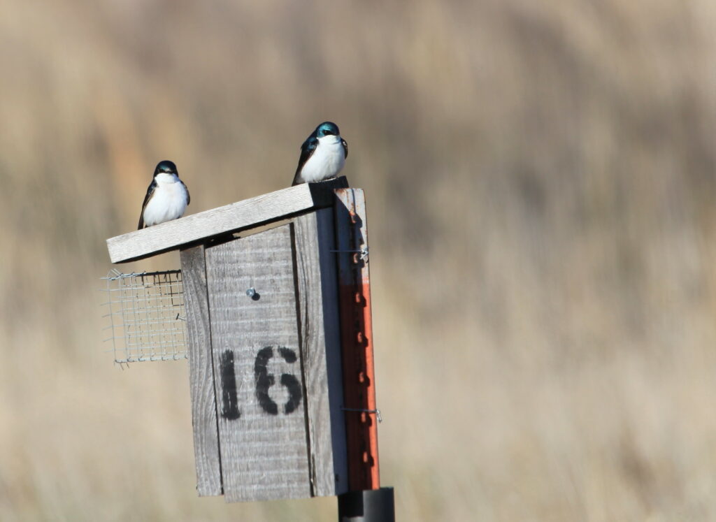 Two tree swallows sitting on top of nest box.