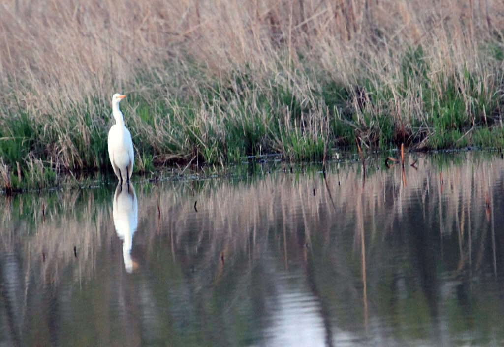 Great egret standing in marsh