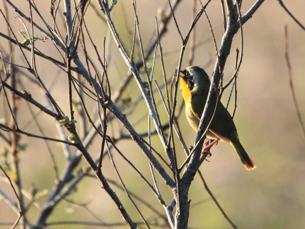 Common yellow-throat warbler singing