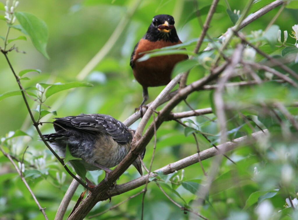 fledgling robin with parent