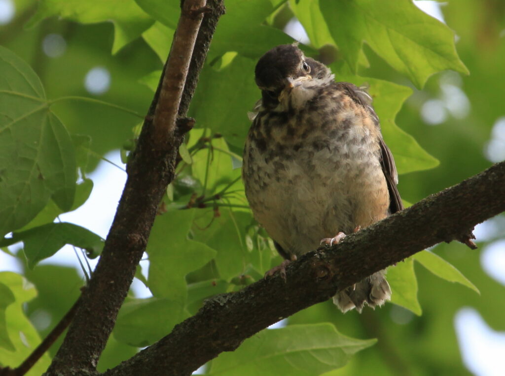Fledgling robin in tree