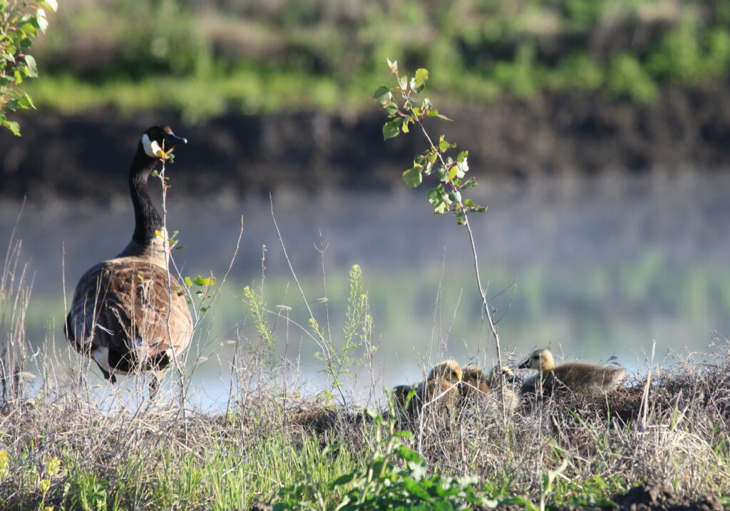 Adult Canada geese and goslings