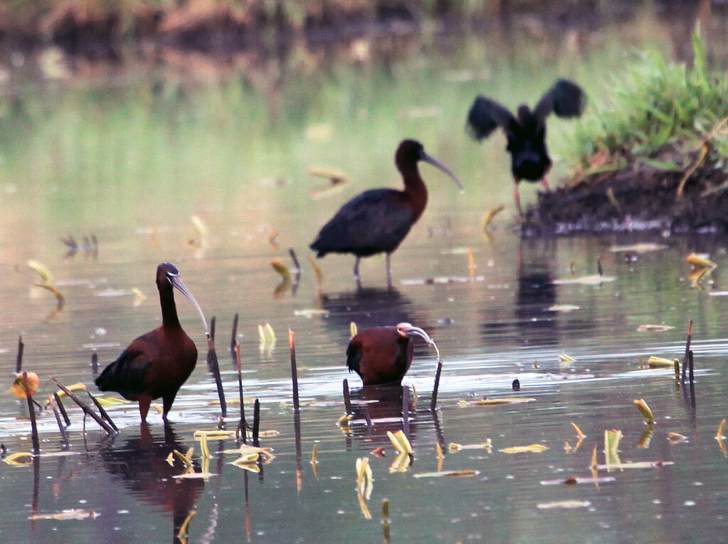 white faced and glossy ibis