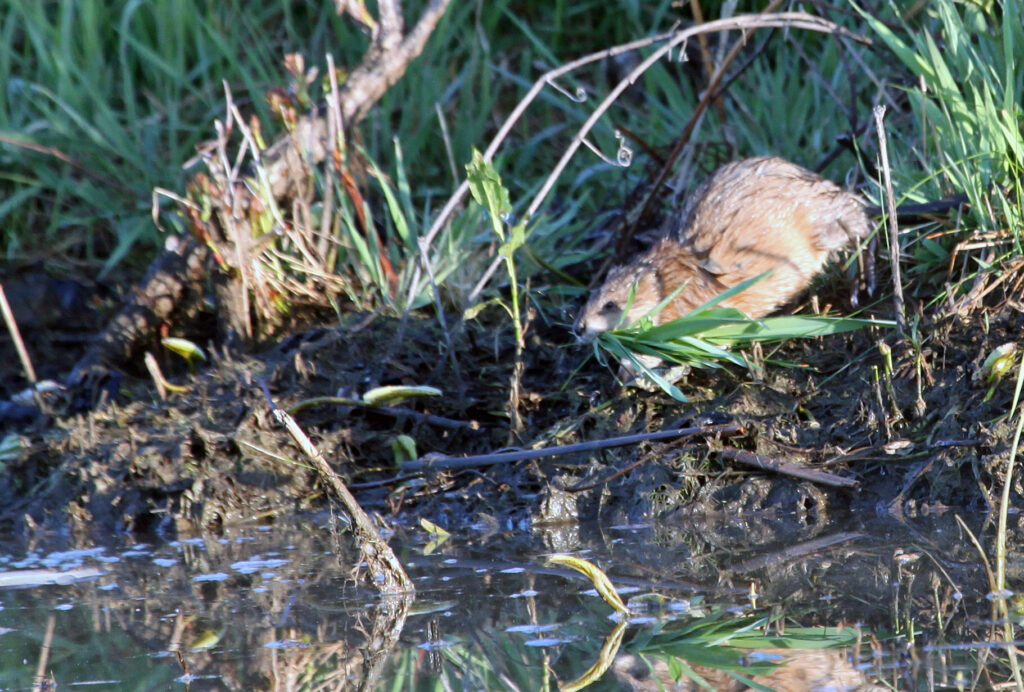 Muskrat with grass in mouth