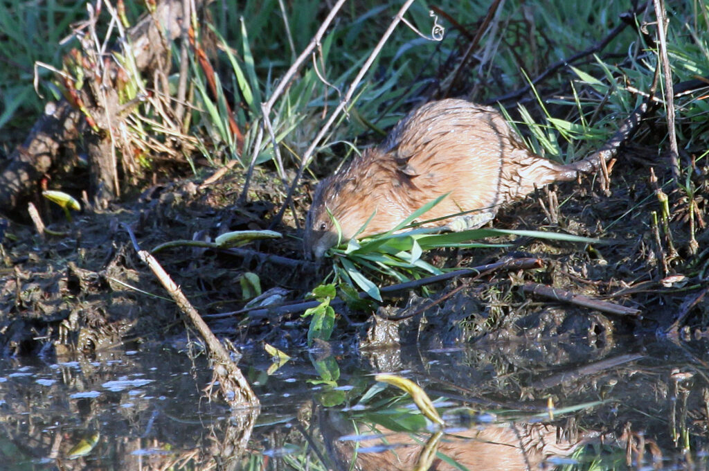 Muskrat with grass in mouth