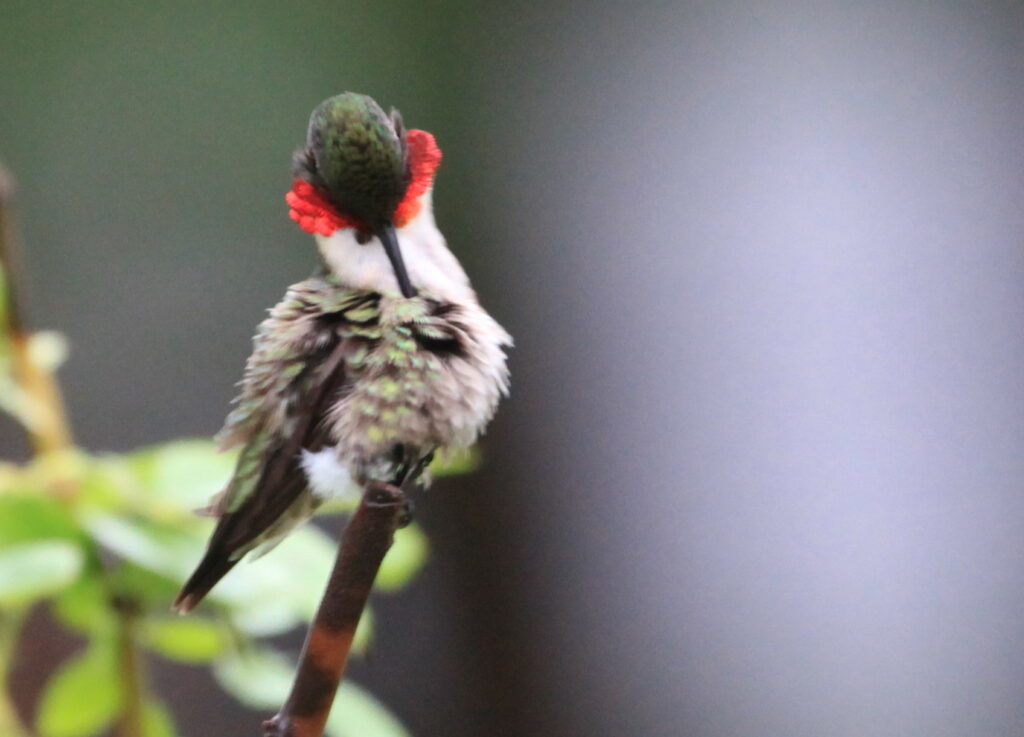 Adult male ruby-throated hummingbird.