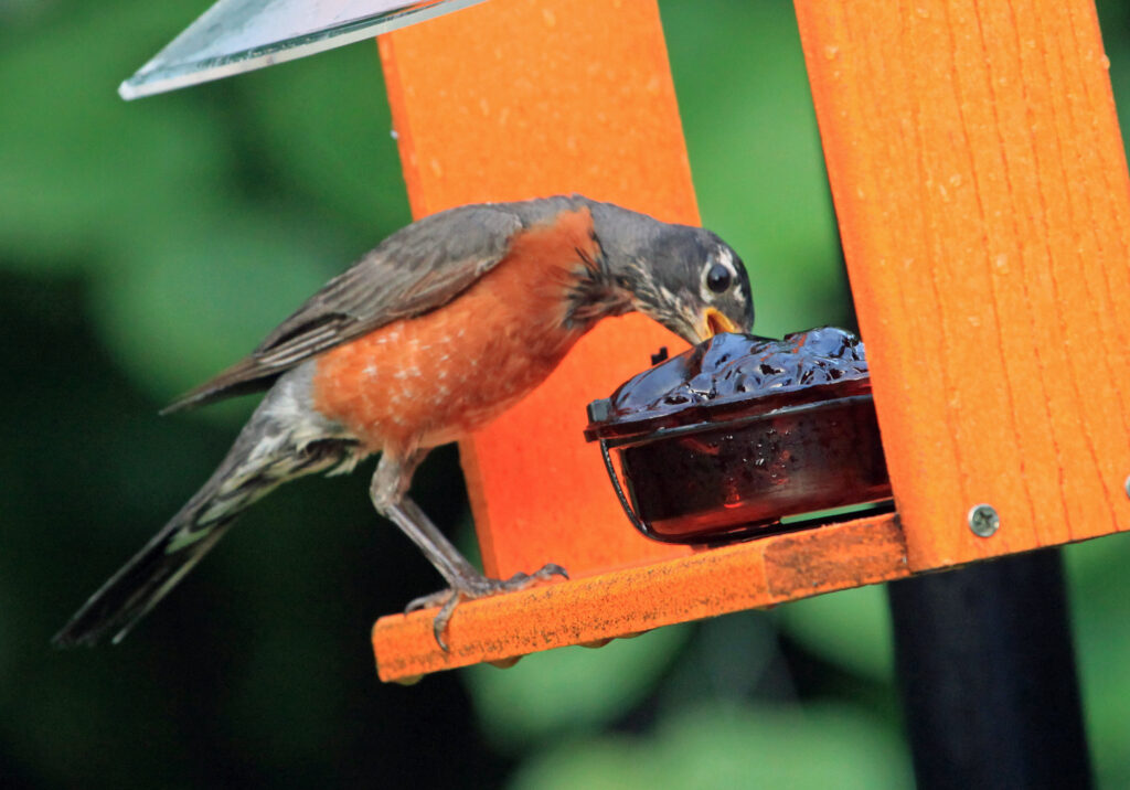 American robin eating from jelly feeder