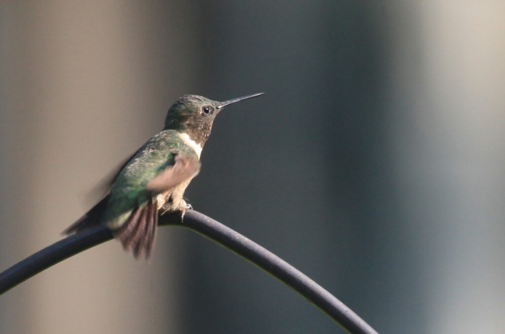 Adult male ruby-throated hummingbird