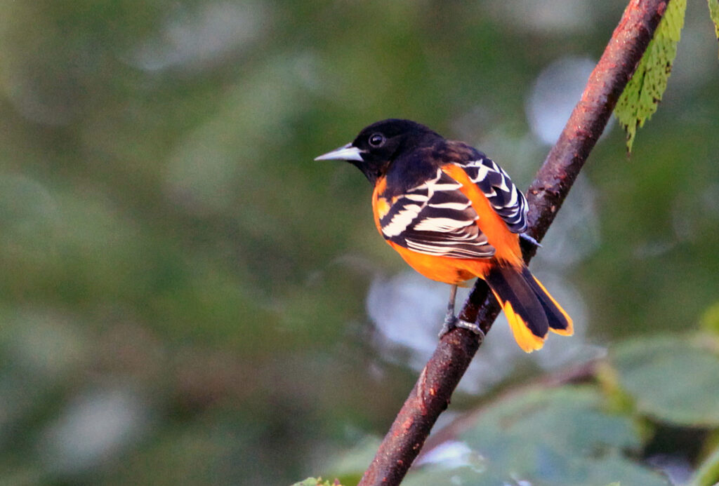 Male Baltimore oriole perched on branch