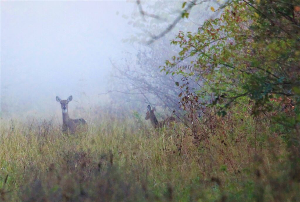Deer in the mist.