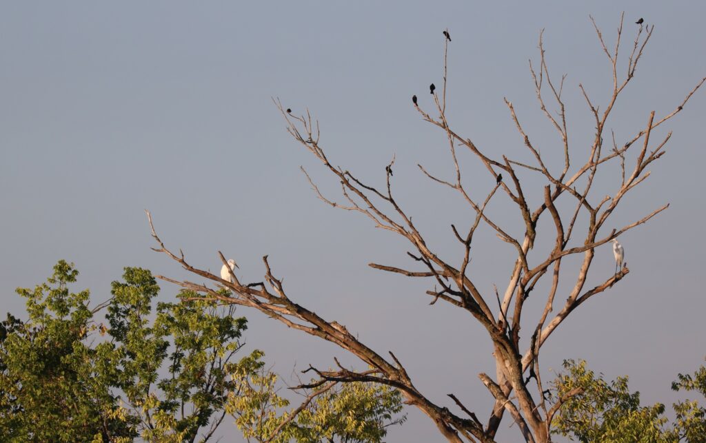 Great egrets and black birds in tree