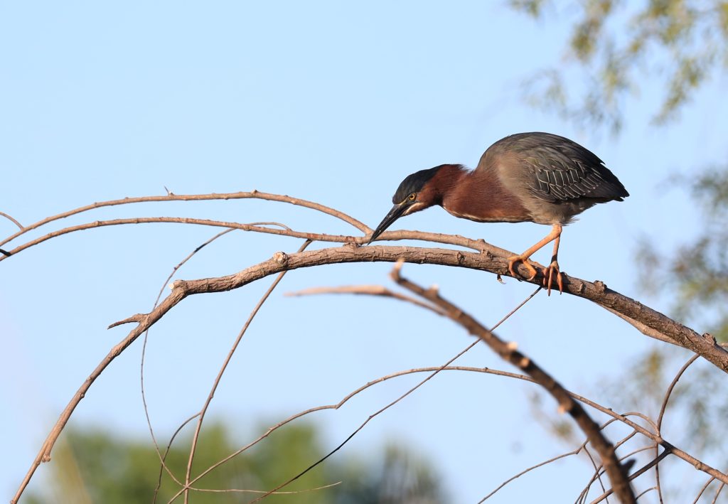 Green heron