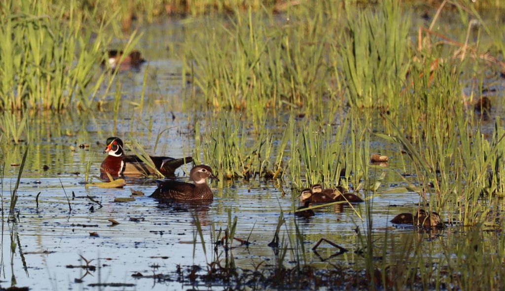 Wood ducks